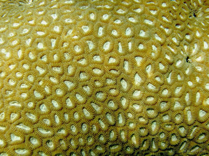 79- Corail Favia.JPG